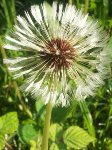 Psalm 35:5 Dandelion seed about to fly: Conodoguinet to Miller's Gap Rd. 5/10/13