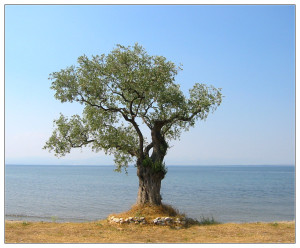 Olive_Tree